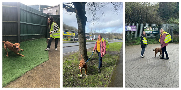 Associate Anisha Kohli, and Partner Rowena Downie walk and play with dogs of Cardiff Dogs Home