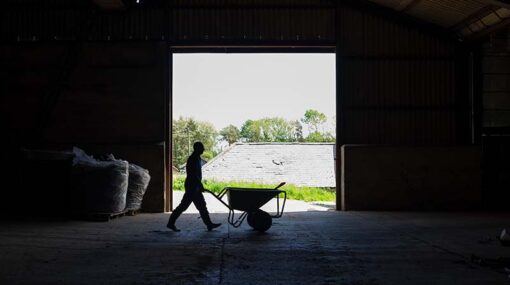 In silhouette wide side shot of a farmer working in a barn at the sustainable farm he works at in Embleton, North East England. He is pushing a wheelbarrow.