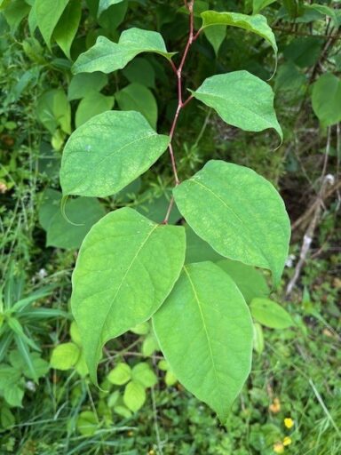 Japanese knotweed